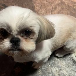 Karen - Shih Tzu