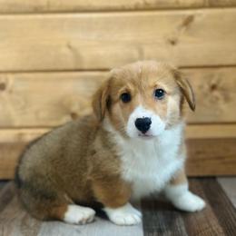 Donald - Red male Pembroke Welsh Corgi puppy in Adairsville, Georgia from Ingram's Corgis