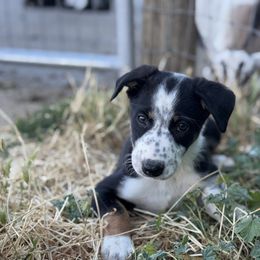 Girl 4 - Tri-color female Border Collie puppy in Centerville, Washington from Forthright Farms