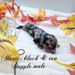 Alaric - Dapple male Dachshund puppy in Prairieville, Louisiana from Southern Barron Danes & Dachshunds