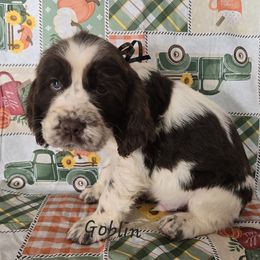 Goblin  HOLD - Liver and white male English Springer Spaniel puppy in Brodhead, Wisconsin from Pinwheel Acres