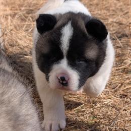 Yuri's Girl 3 - White female Akita puppy in South Carolina from Sierra Mountain Akitas