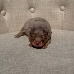 Aspen - Chocolate merle male Pomeranian puppy in Canandaigua, New York from Fingerlakes Pomeranians