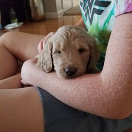 Bernedoodle and Goldendoodle Puppies from Cookies and Cream Doodles