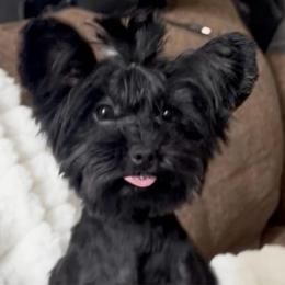 Fancy - Black and tan female Yorkshire Terrier puppy in California from All Star Yorkies