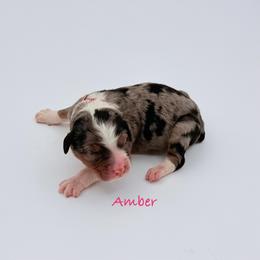 Amber - Blue merle female Aussiedoodle puppy in Cartersville, Georgia from Simply Blessed Doodles