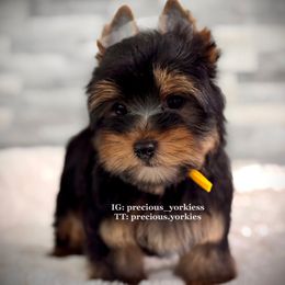 Yellow Collar - Black and tan male Yorkshire Terrier puppy in Madera, California from Precious Yorkies