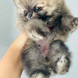 Pomeranian Puppies from Dory Poms Zuñiga
