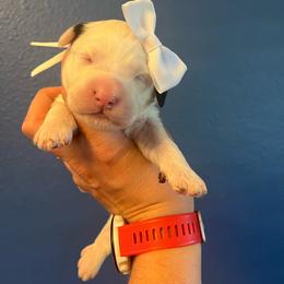 Princess Rosalina-White - White female Bernedoodle puppy in Casper, Wyoming from 307 Doodles