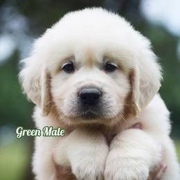 Churro - Light golden male Golden Retriever puppy in Hagerstown, Maryland from Pinewood Acres Goldens