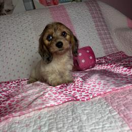 Melissa - Piebald female Dachshund puppy in Lake City, Florida from My Ditzy Doxies of Florida
