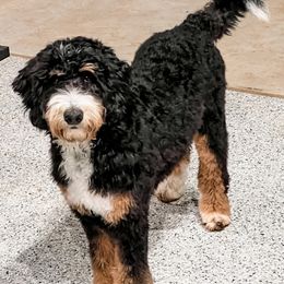 Assorted Doodle Crosses, Bernedoodle, and Goldendoodle All Grown Up from Texas Doodle Dandies