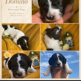 Sir Domino - Parti male Goldendoodle puppy in Duluth, Minnesota from heavenly Pups kennel