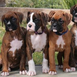 Armenian Gampr and Boxer Puppies from Moonlite Boxers