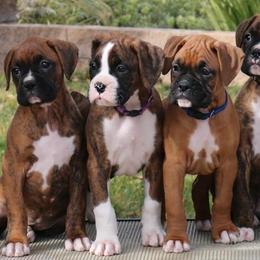 Armenian Gampr and Boxer Puppies from Moonlite Boxers