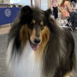 Jackson - Collie