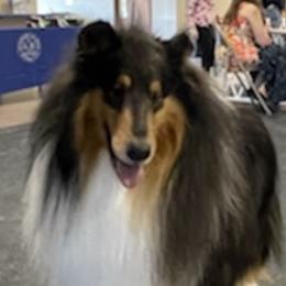 Jackson - Collie