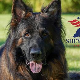 Hugo - German Shepherd