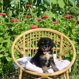 Guenivere - Tri-color female Bernedoodle puppy in Lowry City, Missouri from Cooper Creek Puppies