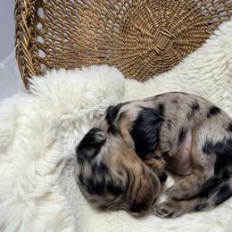 Blossom - Dapple female Dachshund puppy in Red Bank, California from Down The Hill Potterdale