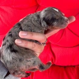 Asher - Blue merle male Aussiedoodle puppy in Orland, California from Shockley’s Elite Doodles