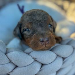 Cookie - Blue merle female Bernedoodle puppy in Rose Hill, North Carolina from Red Door Canines