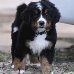 Light Blue Collar Boy - Tri-color male Bernese Mountain Dog puppy in Loveland, Colorado from Grateful Bernese & Gage's Goldens