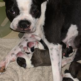 Boston Terrier Puppies from Day Root Enterprises Inc.