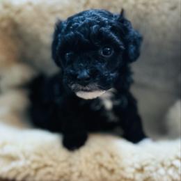 Bear - male Havapoo puppy in Natural Bridge, Virginia from Rockbridge Puppies