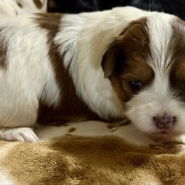 Isaiah - Red male Havanese puppy in Wappapello, Missouri from Titanium Havanese LLC