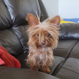 Choco - Chocolate, tan and white female Yorkshire Terrier puppy in Gilbert, Arizona from Yorkie Your Soulmate Puppy
