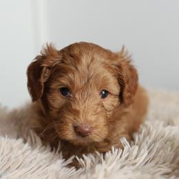 Red - Caramel red male Australian Labradoodle puppy in Williamstown, New York from Lewis Manor Labradoodles
