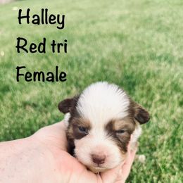 HALLEY - Red tri-color female Australian Shepherd puppy in Vernal, Utah from Dancing M Kennels