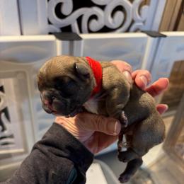 Rue - Fawn female French Bulldog puppy in Neenah, Wisconsin from Mimosa Acres French Bulldogs LLC