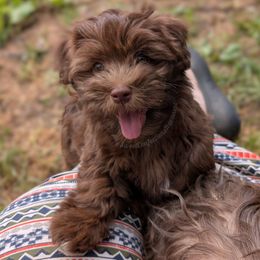 Gouda - Chocolate female Havanese puppy in Marysville, Ohio from Sweet Confections Havanese