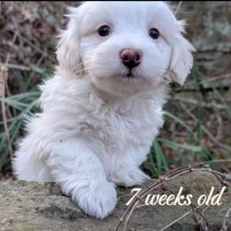 Comet - White male Havanese puppy in Decatur, Alabama from LaBeouf Havanese’s