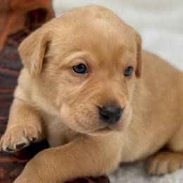 Labrador Retrievers from Brady's Birddogs