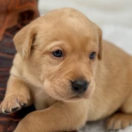 Labrador Retrievers from Brady's Birddogs