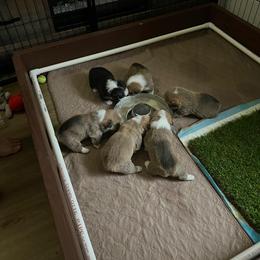 Pembroke Welsh Corgi Puppies from Shenanigans Ranch