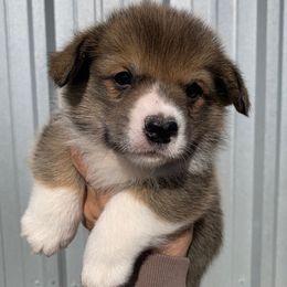 Blue Collar Male - Sable male Pembroke Welsh Corgi puppy in Victoria, Texas from Clear Creek Corgis
