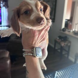 Boy 3 - Piebald male Dachshund puppy in La Marque, Texas from Sweet Southern Dachshunds