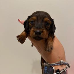 Pumpkin - Sable female Dachshund puppy in Agua Dulce, Texas from Sunny EP Weenies