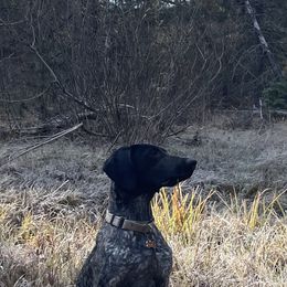 Winnie - German Shorthaired Pointer