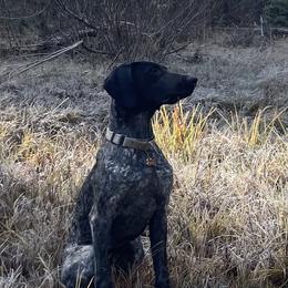 Winnie - German Shorthaired Pointer