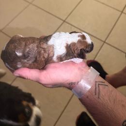 William - Brown male Maltipoo puppy in Santaquin, Utah from Willow & Wag Farm