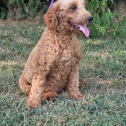 Charlie - Goldendoodle