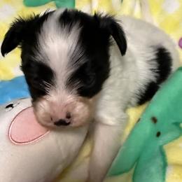 Boy 1 - White black and tan male Papillon puppy in Fremont, Michigan from Barque