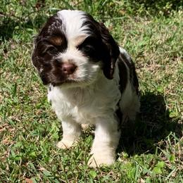 Willow - Brown white and tan female Cocker Spaniel puppy in Gadsden, Alabama from Rich Cat’s