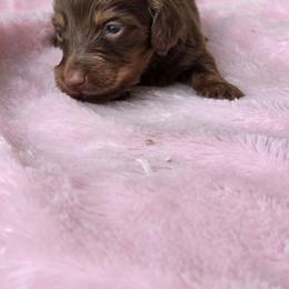 Chocolate tan - Chocolate and tan male Dachshund puppy in Ashford, Alabama from Circle City Dachshunds