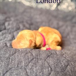London - Buff female Cockapoo puppy in Alexandria, Alabama from Bright and Beautiful Cockapoos and Doodles